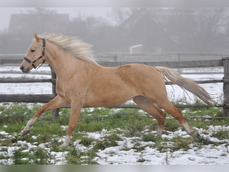 Polish sport horse Stallion 4 years 15,2 hh Palomino in Piecowice