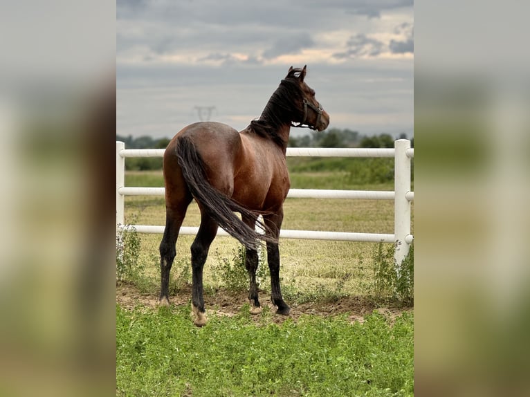 Polish sport horse Stallion 4 years 16.1 hh Brown in Buk