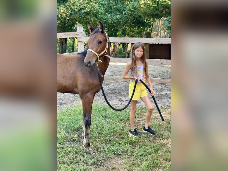 Polish sport horse Stallion 4 years 16.1 hh Brown in Buk