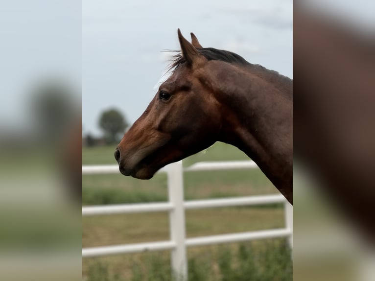 Polish sport horse Stallion 4 years 16,1 hh Brown in Buk