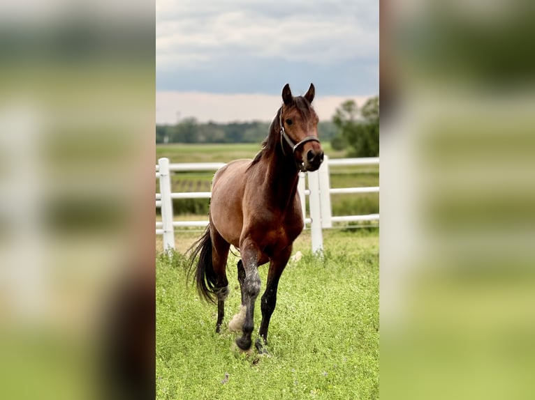 Polish sport horse Stallion 4 years 16,1 hh Brown in Buk