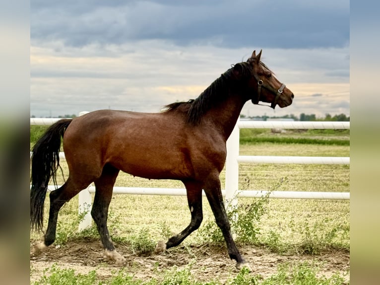 Polish sport horse Stallion 4 years 16,1 hh Brown in Buk
