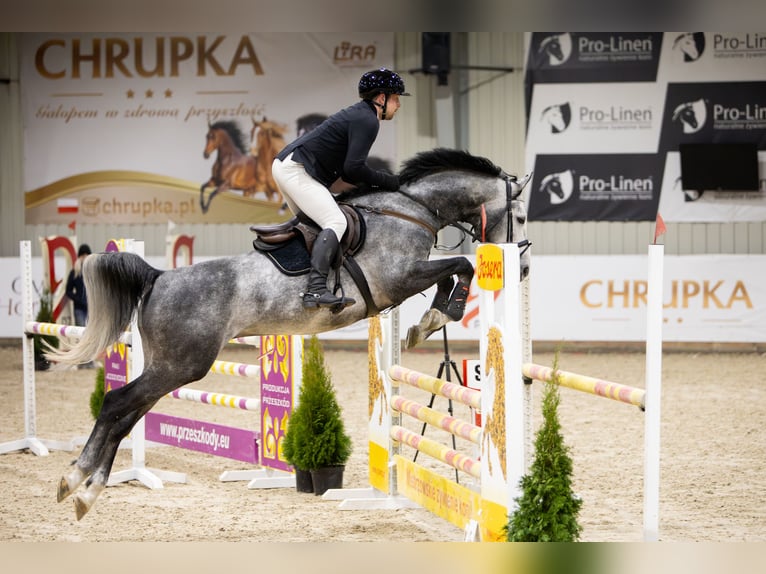 Polish sport horse Stallion 5 years 16.2 hh Grey-Dapple in Żmigród
