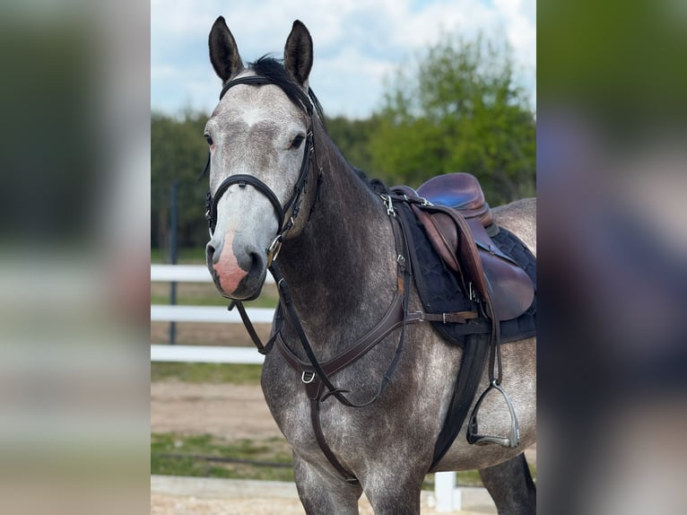 Polish sport horse Stallion 5 years 16 hh Grey in Pawłów