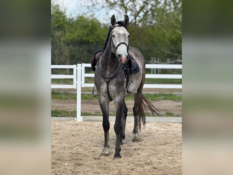 Polish sport horse Stallion 5 years 16 hh Grey in Pawłów