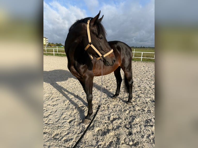 Polish sport horse Stallion 5 years 17.1 hh Brown in Krzeczów