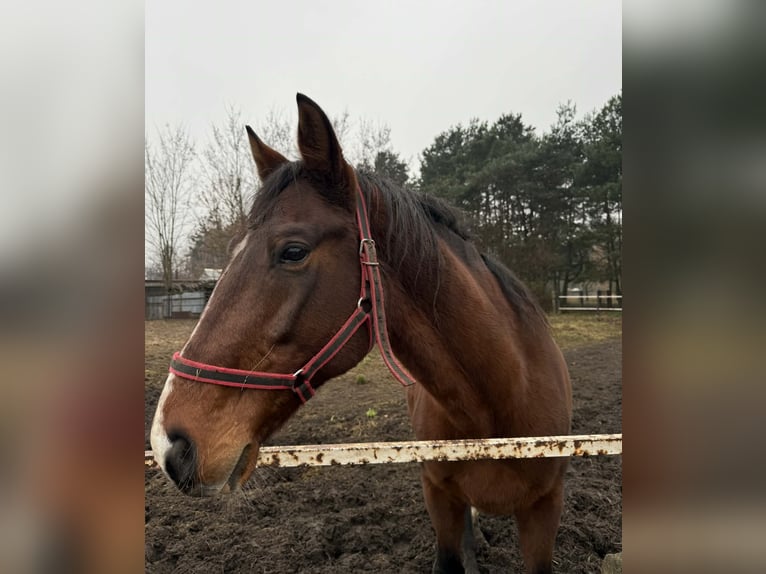 Polish sport horse Stallion 6 years 15.2 hh Brown in Włoszczowa