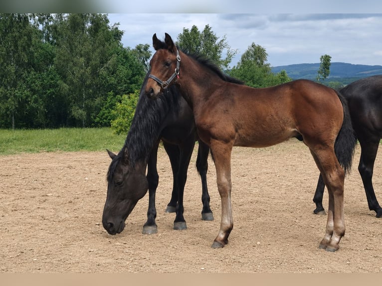 Polish sport horse Stallion Foal (04/2026) 16.2 hh Brown in Piekoszów