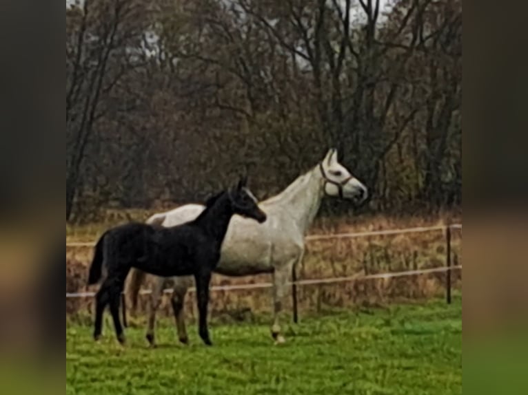 Polish sport horse Stallion Foal (05/2025) 16,2 hh Grey-Dark-Tan in Forst