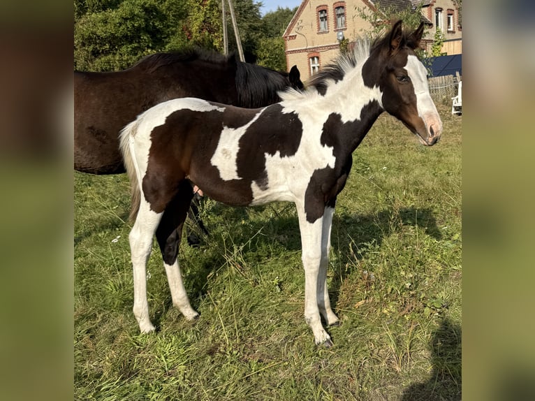 Polish sport horse Stallion Foal (05/2026) 16 hh Pinto in Czarnków