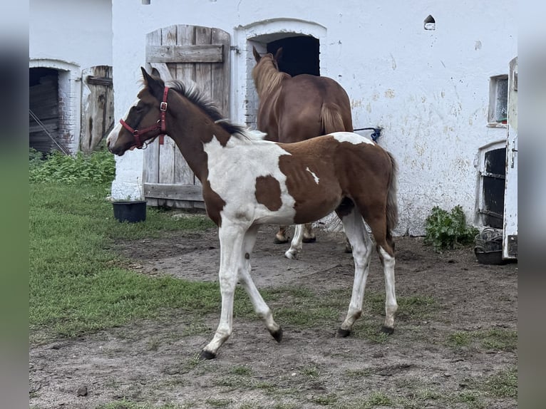 Polish sport horse Stallion Foal (05/2026) 16 hh Pinto in Czarnków