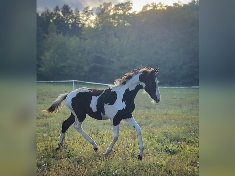 Polish sport horse Stallion Foal (05/2026) 16 hh Pinto in Czarnków