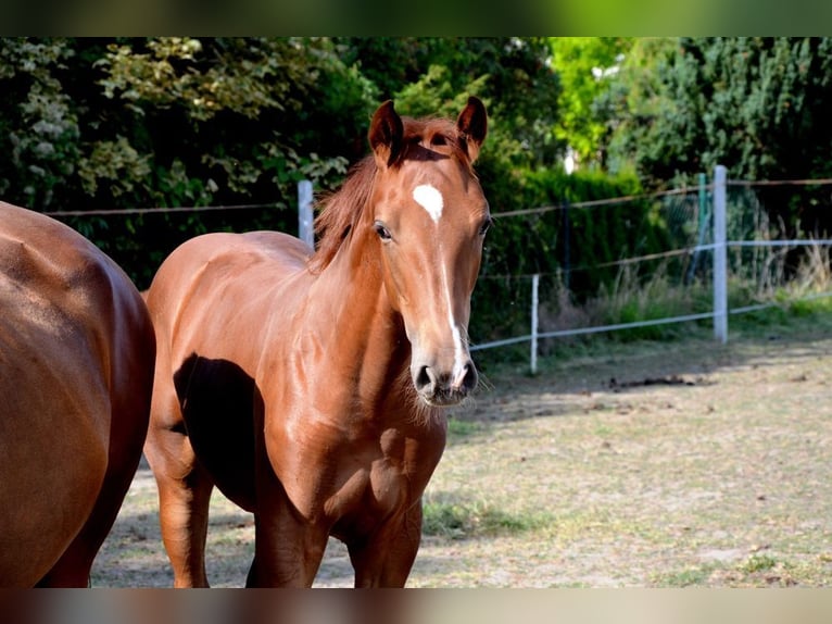 Polish sport horse Stallion Foal (03/2025) 16,2 hh Chestnut-Red in Lusowo