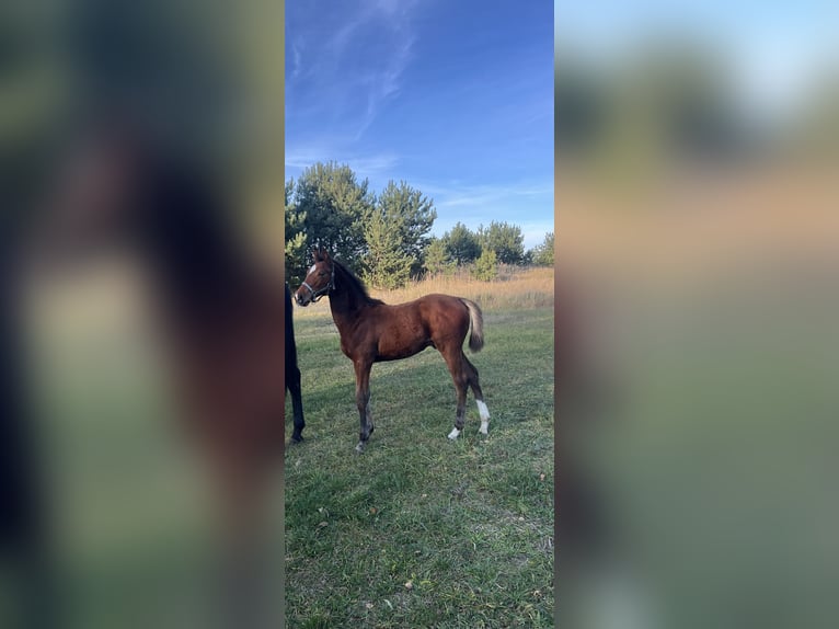 Polish sport horse Stallion Foal (07/2025) 17 hh Brown in Gniezno