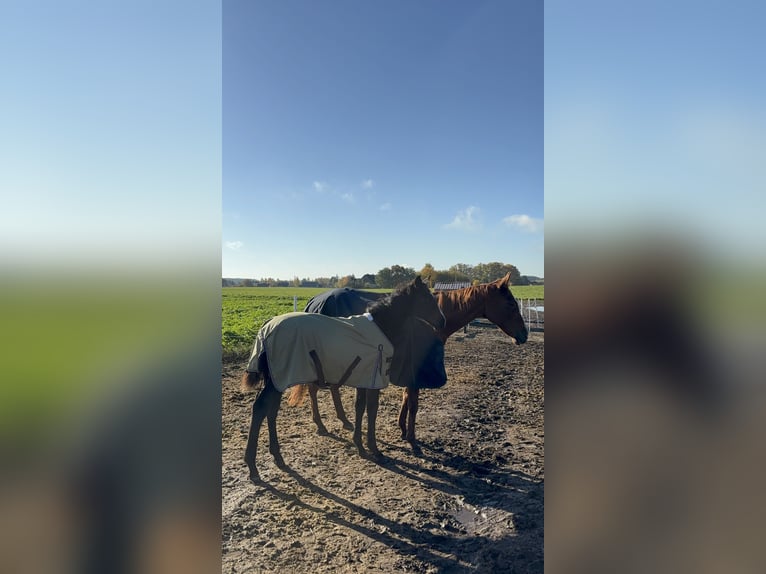 Polish sport horse Stallion Foal (05/2026) Bay-Dark in Dobrcz
