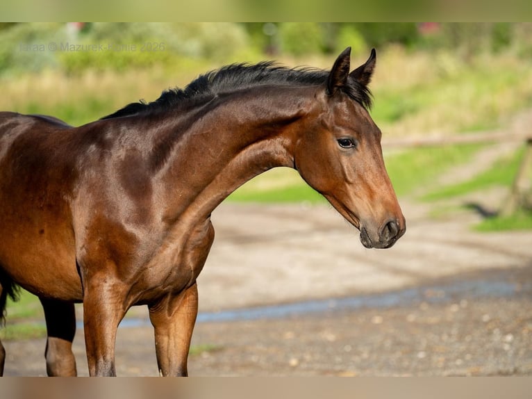 Polish sport horse Stallion Foal (03/2026) Brown in WołówPanków