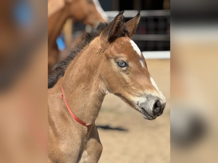 Polish sport horse Stallion Foal (04/2026) Brown in Nowe Miasto