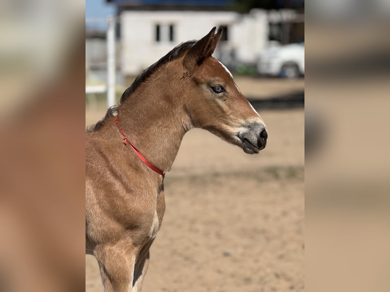 Polish sport horse Stallion Foal (04/2026) Brown in Nowe Miasto