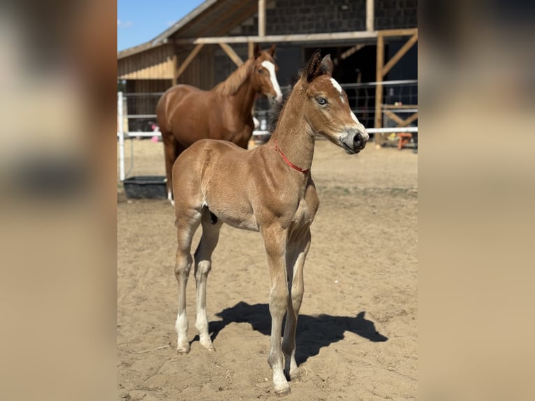 Polish sport horse Stallion Foal (04/2026) Brown in Nowe Miasto