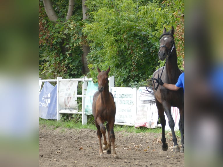 Polish sport horse Stallion Foal (01/2026) Brown in Ostrów Wielkopolski
