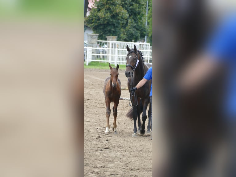Polish sport horse Stallion Foal (01/2026) Brown in Ostrów Wielkopolski