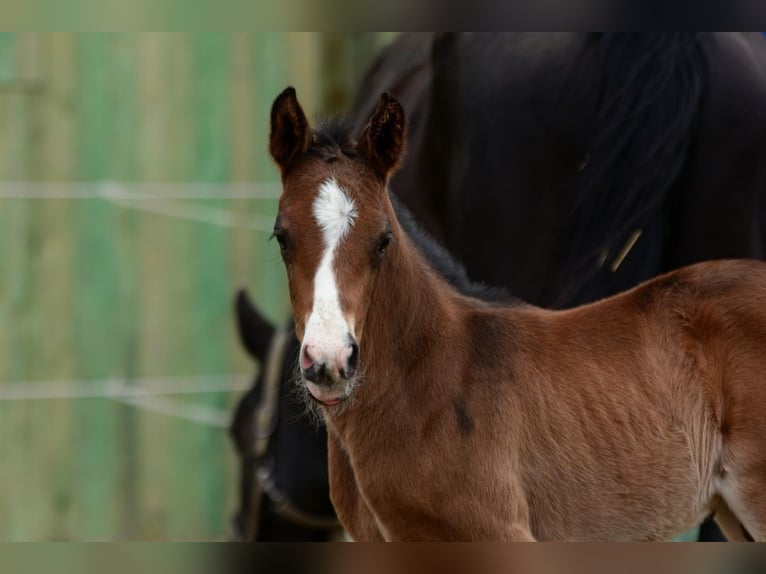 Polish sport horse Stallion Foal (01/2026)  in Pyrzyce