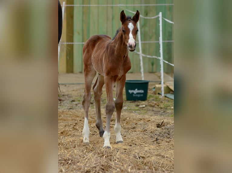 Polish sport horse Stallion Foal (01/2026)  in Pyrzyce