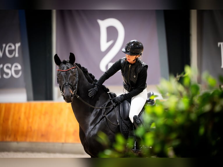 Polish sport horse Stallion Smoky-Black in Ciechocin