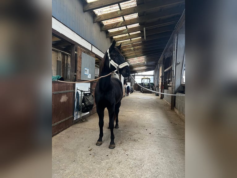 Polish Warmblood Mix Gelding 10 years 15,2 hh Smoky-Black in Neulingen