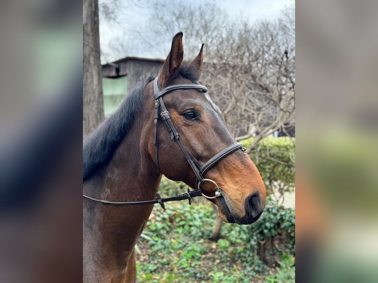 Polish Warmblood Gelding 10 years 16,2 hh Brown in Wien