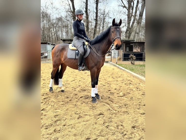 Polish Warmblood Gelding 10 years 16,2 hh Brown in Wien