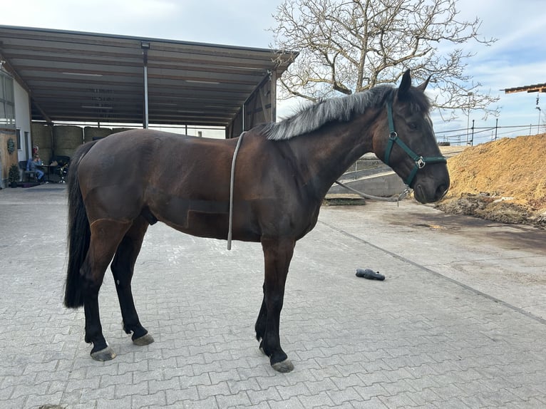 Polish Warmblood Gelding 10 years 16,3 hh Smoky-Black in Schwaigern