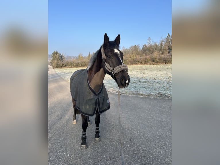Polish Warmblood Gelding 10 years 16,3 hh Smoky-Black in Schwaigern