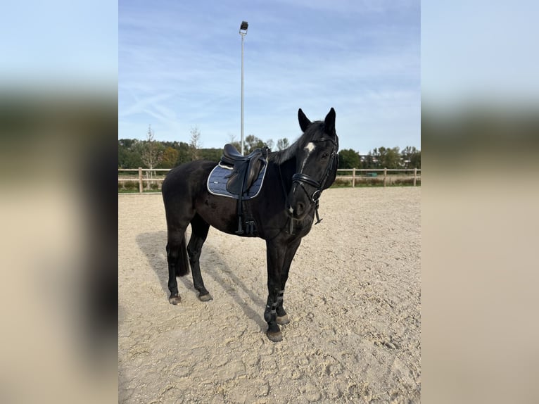 Polish Warmblood Gelding 10 years 16,3 hh Smoky-Black in Schwaigern