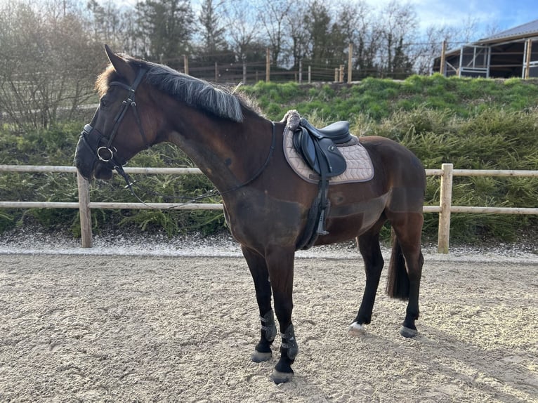 Polish Warmblood Gelding 10 years 16,3 hh Smoky-Black in Schwaigern