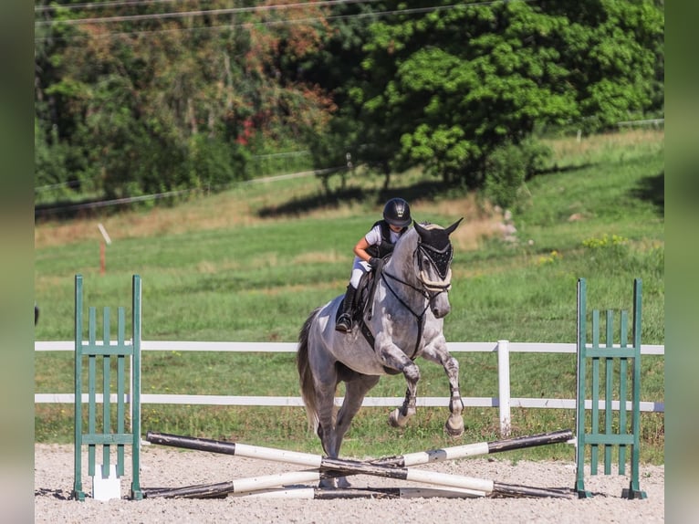 Polish Warmblood Gelding 10 years 18 hh Gray in Rukla