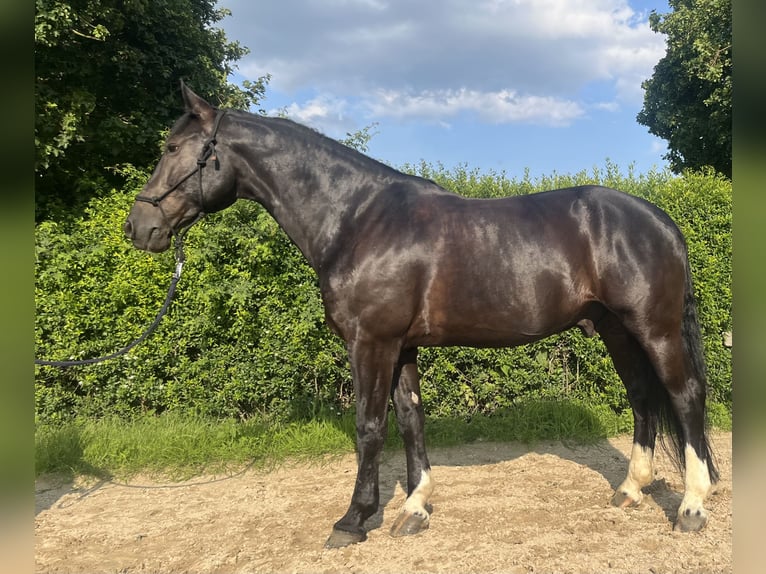 Polish Warmblood Gelding 11 years 15,3 hh Bay-Dark in Ro&#xDF;dorf