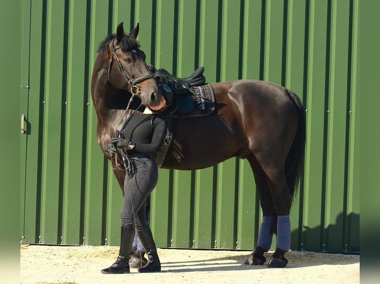 Polish Warmblood Gelding 11 years 16,2 hh Black in Wahlitz