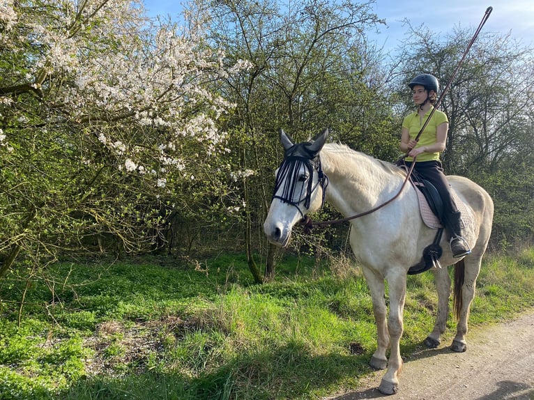 Polish Warmblood Gelding 11 years 16,2 hh Gray-Fleabitten in Budenheim