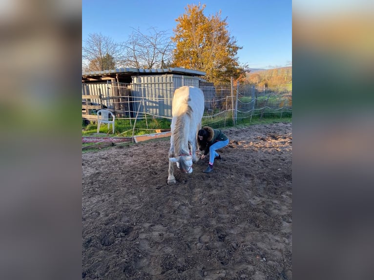 Polish Warmblood Gelding 11 years 16,2 hh Gray-Fleabitten in Budenheim