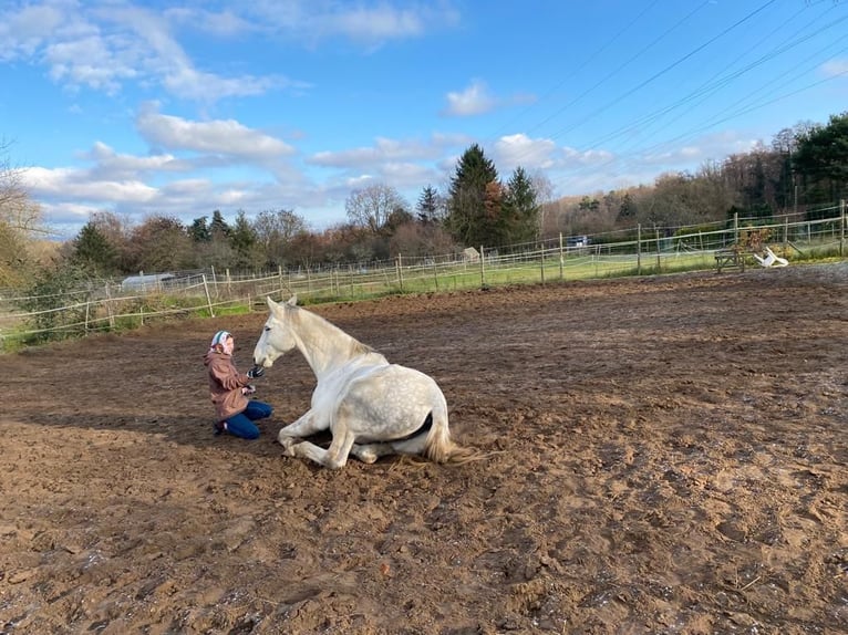 Polish Warmblood Gelding 11 years 16,2 hh Gray-Fleabitten in Budenheim