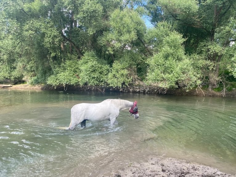 Polish Warmblood Gelding 11 years 16,2 hh Gray-Fleabitten in Budenheim