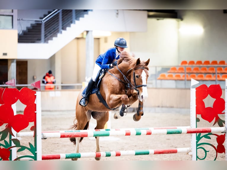 Polish Warmblood Gelding 11 years 16,3 hh Chestnut in Sopot