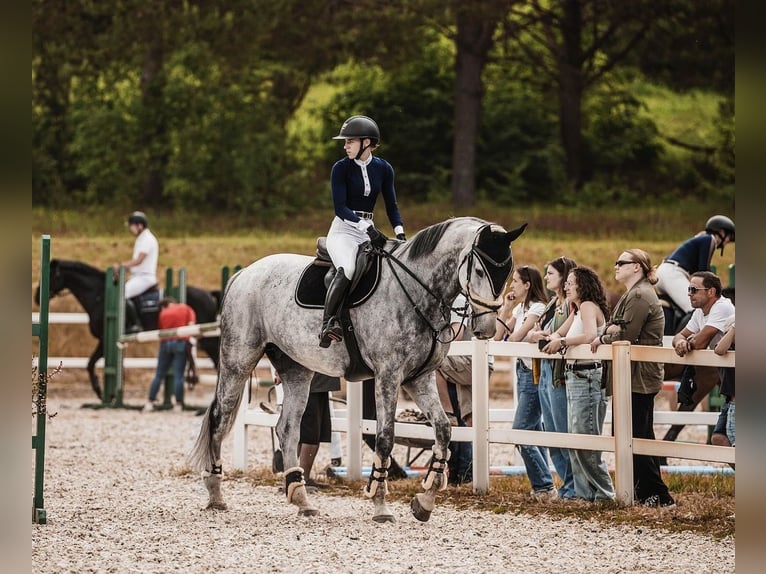 Polish Warmblood Gelding 11 years 18 hh Gray in Rukla