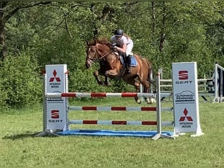 Polish Warmblood Gelding 12 years 16 hh Chestnut-Red in Rastede