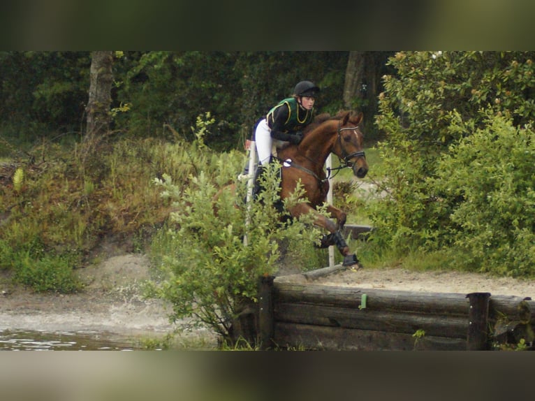 Polish Warmblood Gelding 12 years 16 hh Chestnut-Red in Rastede