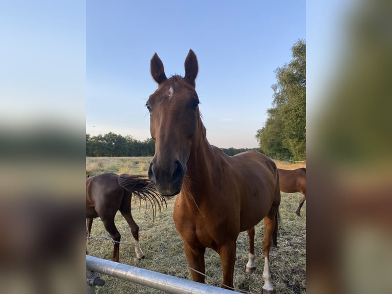 Polish Warmblood Gelding 12 years 16 hh Chestnut-Red in Rastede