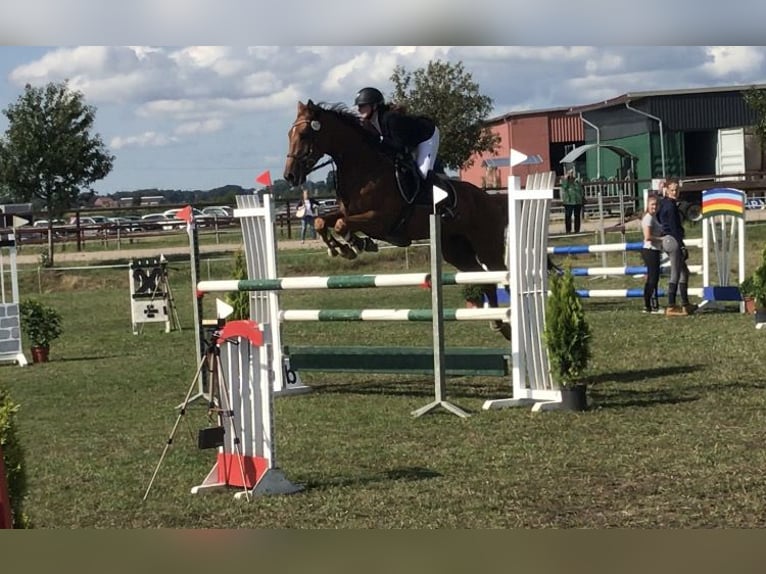 Polish Warmblood Gelding 12 years 16 hh Chestnut-Red in Rastede