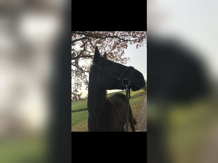 Polish Warmblood Gelding 13 years 16,2 hh Black in Wassertrüdingen