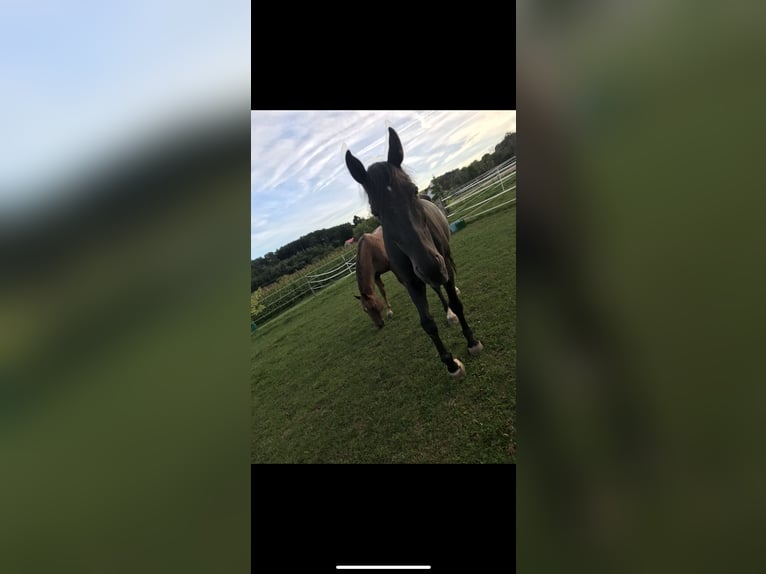 Polish Warmblood Gelding 13 years 16,2 hh Black in Wassertrüdingen